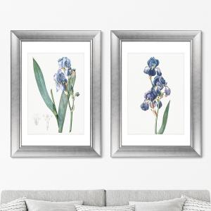 Набор из 2-х репродукций картин в раме dalmatian iris ii , 1805г. (картины квартиру) голубой 50x70 см. Картины квартиру. Цвет: голубой